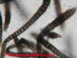 Taeoniella phialosperma mold photos (C) D Friedman